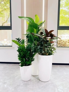 奉化花木租摆，让绿植为空间注入独特活力