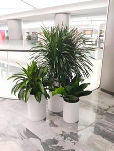 鄞州盆景出租方案超实用，速来了解一下！亡